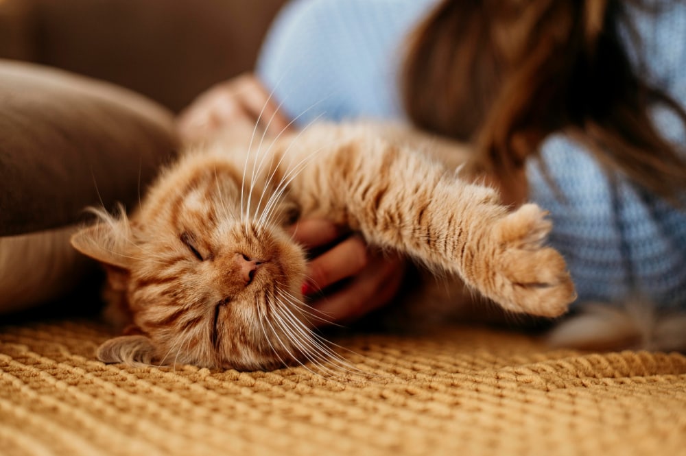 Adoptă o pisică